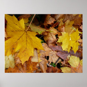 Gevallen esdoornbladeren geel herfst natuur poster