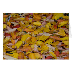 Gevallen herfstbladeren