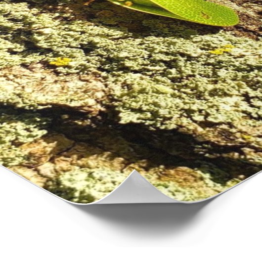 Gevangen Leafhopper - Poster (Hoek)