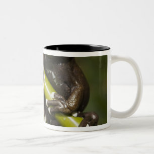Gevangen Tapichalaca Boomkikker Hyloscirtus 2 Tweekleurige Koffiemok