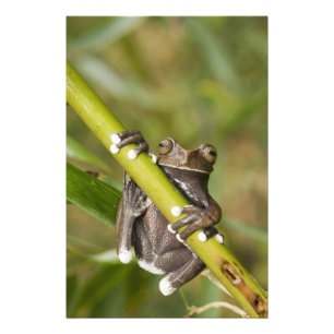 Gevangen Tapichalaca Boomkikker Hyloscirtus Foto Afdruk