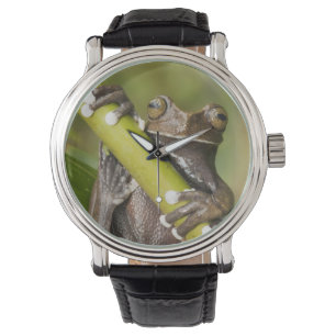 Gevangen Tapichalaca Boomkikker Hyloscirtus Horloge