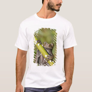 Gevangen Tapichalaca Boomkikker Hyloscirtus T-shirt