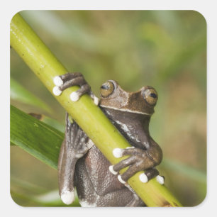 Gevangen Tapichalaca Boomkikker Hyloscirtus Vierkante Sticker