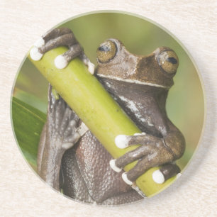 Gevangen Tapichalaca Boomkikker Hyloscirtus Zandsteen Onderzetter