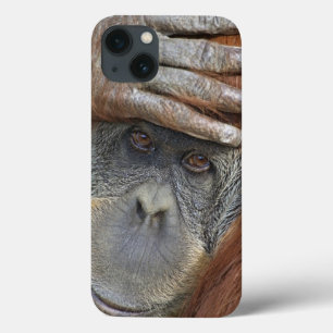 Gevangen vrouwelijke Sumatraanse orang-oetan iPhone 13 Hoesje