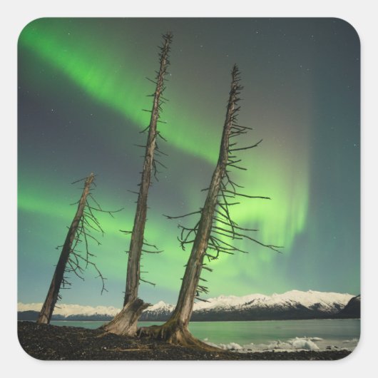 Gevergeten Spruce Aurora Vierkante Sticker (Voorkant)