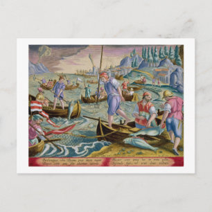 Gevist met nesten en stammen in de baai van Napel Briefkaart