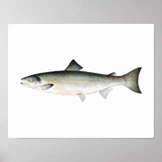 Gevist poster - Atlantische zalmvis
