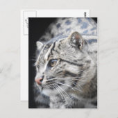 Geviste kat briefkaart (Voorkant / Achterkant)