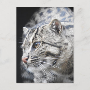 Geviste kat briefkaart