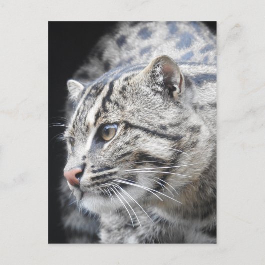 Geviste kat briefkaart (Voorkant)