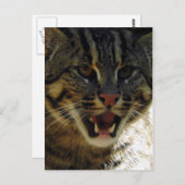 Geviste kat briefkaart (Voorkant / Achterkant)