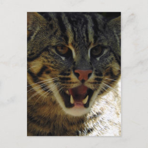 Geviste kat briefkaart