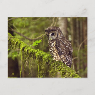 Gevlekte bosuil (Strix occidentals caurina) Briefkaart