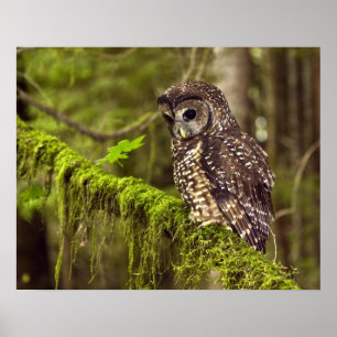 Gevlekte bosuil (Strix occidentals caurina) Poster