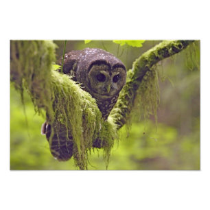 Gevlekte bosuil Strix occidentals Foto Afdruk
