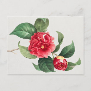 Gevlekte Camellia, Pierre-Joseph Redouté, 1833 Briefkaart