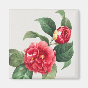 Gevlekte Camellia, Pierre-Joseph Redouté, 1833 Magneet