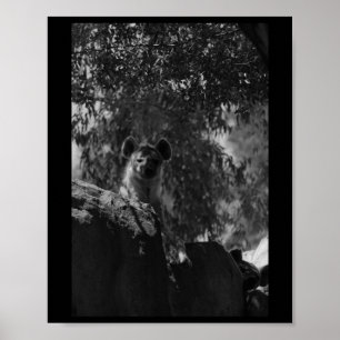 Gevlekte Hyena zwart-wit Natuur liefhebbers Valenc Poster