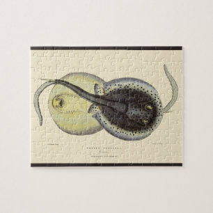 Gevlekte Stingrays, Vintage Mariene Oceaan Dieren Legpuzzel