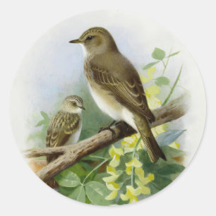 Gevlekte vliegenvangers, kunstillustratie ronde sticker