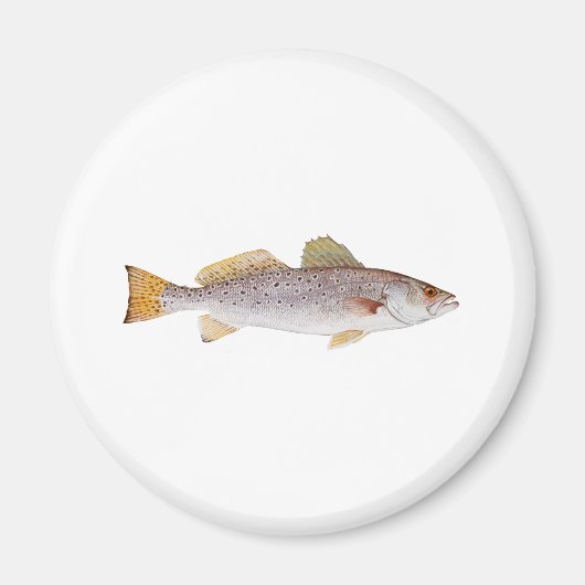 Gevlekte zeeforel magneet (Voorkant)