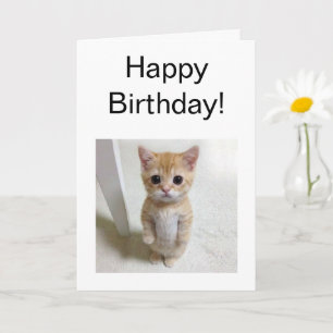 Gevouwen Kaart El Gato Cat Meme