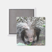 Gewaterde stekelvarken magneet (Voorkant / Achterkant)