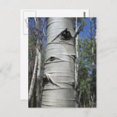 Gewatteerde amspenboom briefkaart (Voorkant / Achterkant)