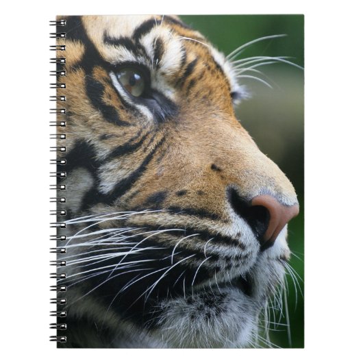 Geweldig Bengaal Tiger Face Notitieboek (Voorkant)