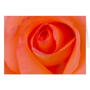 Geweldig Oranje Roos Bud