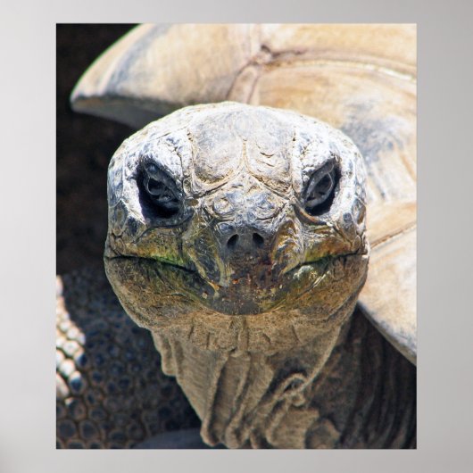 Geweldig schildpad Poster! Poster (Voorkant)