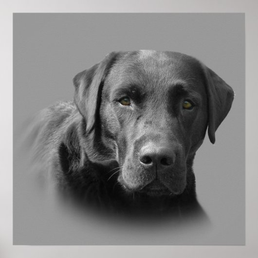 Geweldige afdruk labrador Retriever Poster (Voorkant)