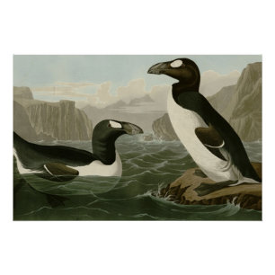 Geweldige auk perfect poster