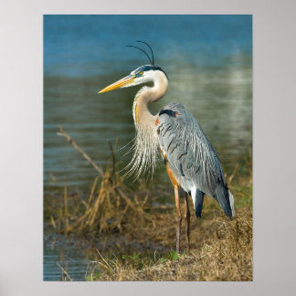Geweldige blauwe haron op Pond Print