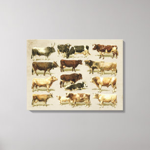 Geweldige  boerderijkleurige runderkaart! canvas afdruk