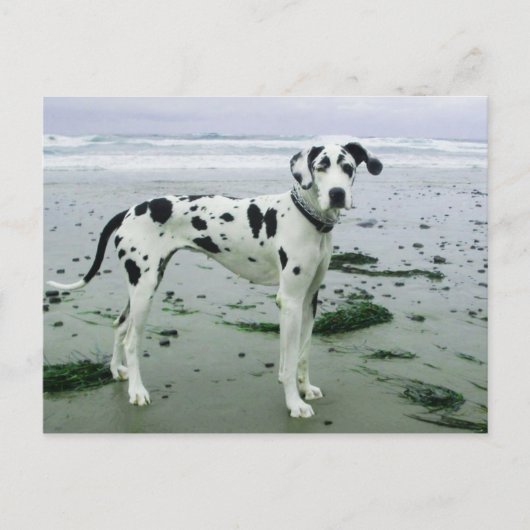 Geweldige Dane Sydney bij het strand Briefkaart (Voorkant)