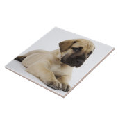 Geweldige ddoenpuppy Lying in Studio Tegeltje (Zijkant)