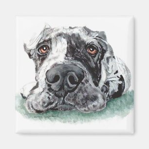 Geweldige dgestapte in Merle Magneet