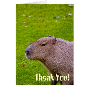 Geweldige dier capibara