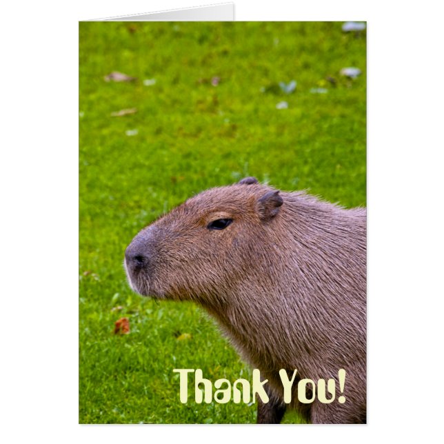 Geweldige dier capibara (Voorkant)