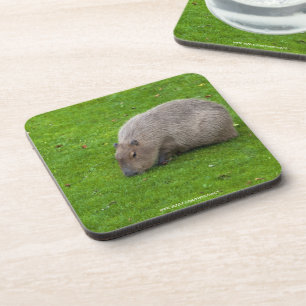 Geweldige dier capibara onderzetter
