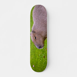 Geweldige dier capibara skateboard