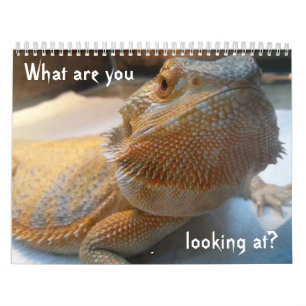 Geweldige FUNNY-kalender voor 2019 Kalender