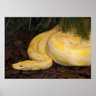 Geweldige Gele Birmaanse Python Poster
