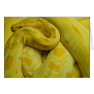 Geweldige Gele Birmese Python