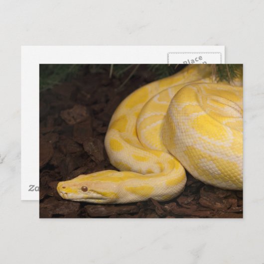 Geweldige Gele Birmese Python Briefkaart (Voorkant / Achterkant)