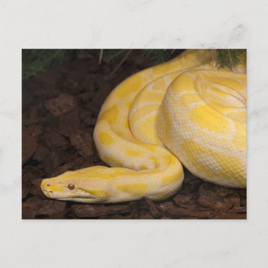 Geweldige Gele Birmese Python Briefkaart (Voorkant)