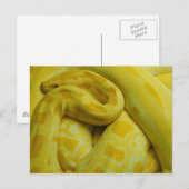 Geweldige Gele Birmese Python Briefkaart (Voorkant / Achterkant)